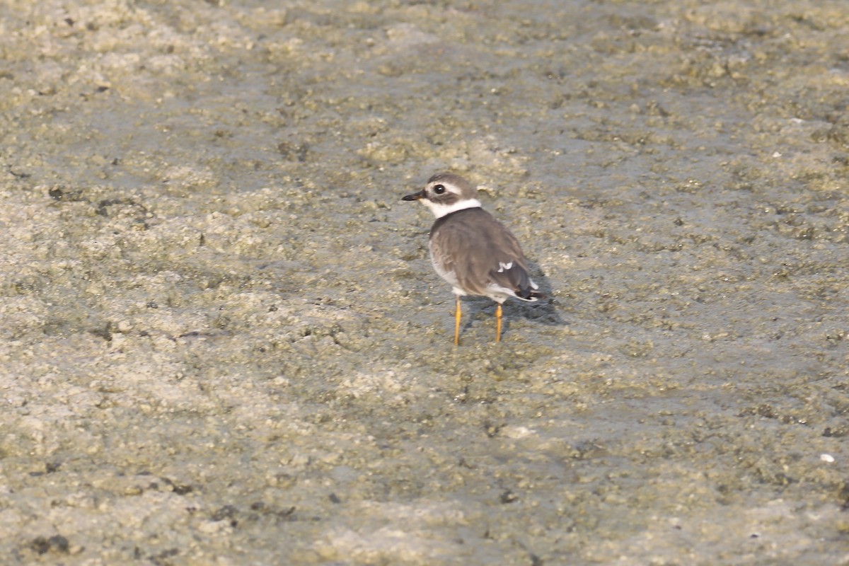 Common Ringed Plover - ML611752238