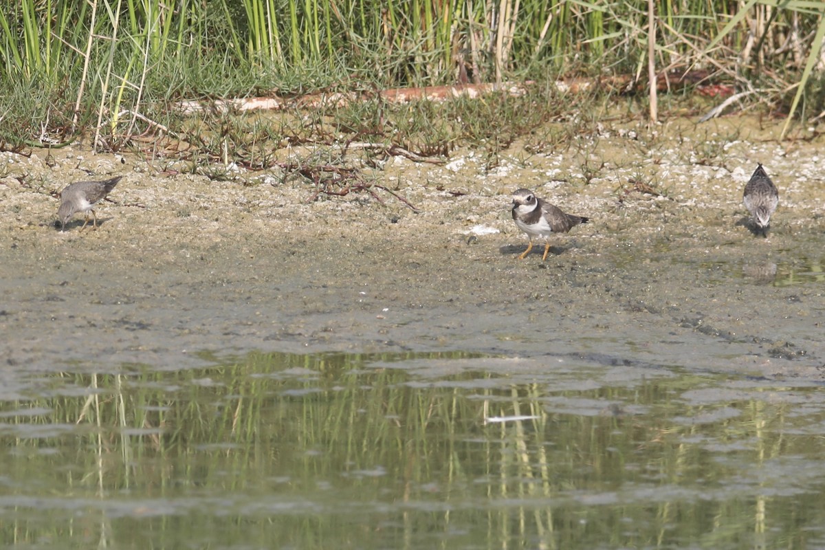 Common Ringed Plover - ML611752280