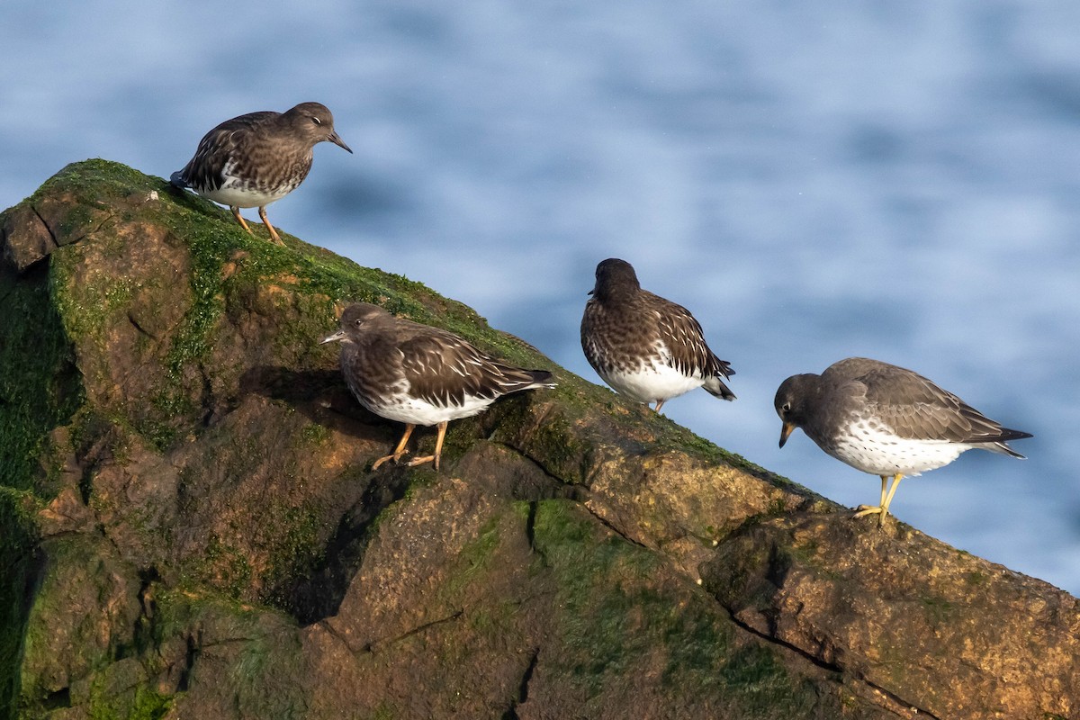 Surfbird - ML611752306