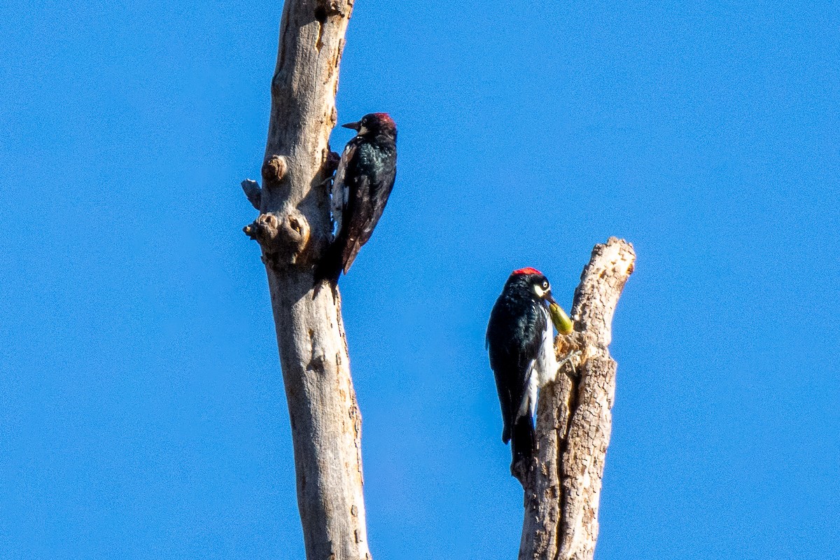 Acorn Woodpecker - ML611752343