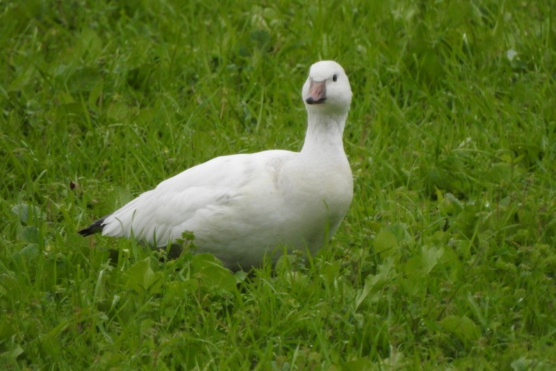 Ross's Goose - ML611752368