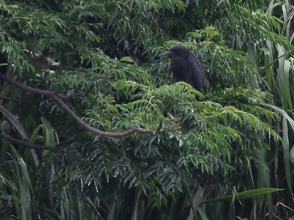 Black Heron - Attila Steiner