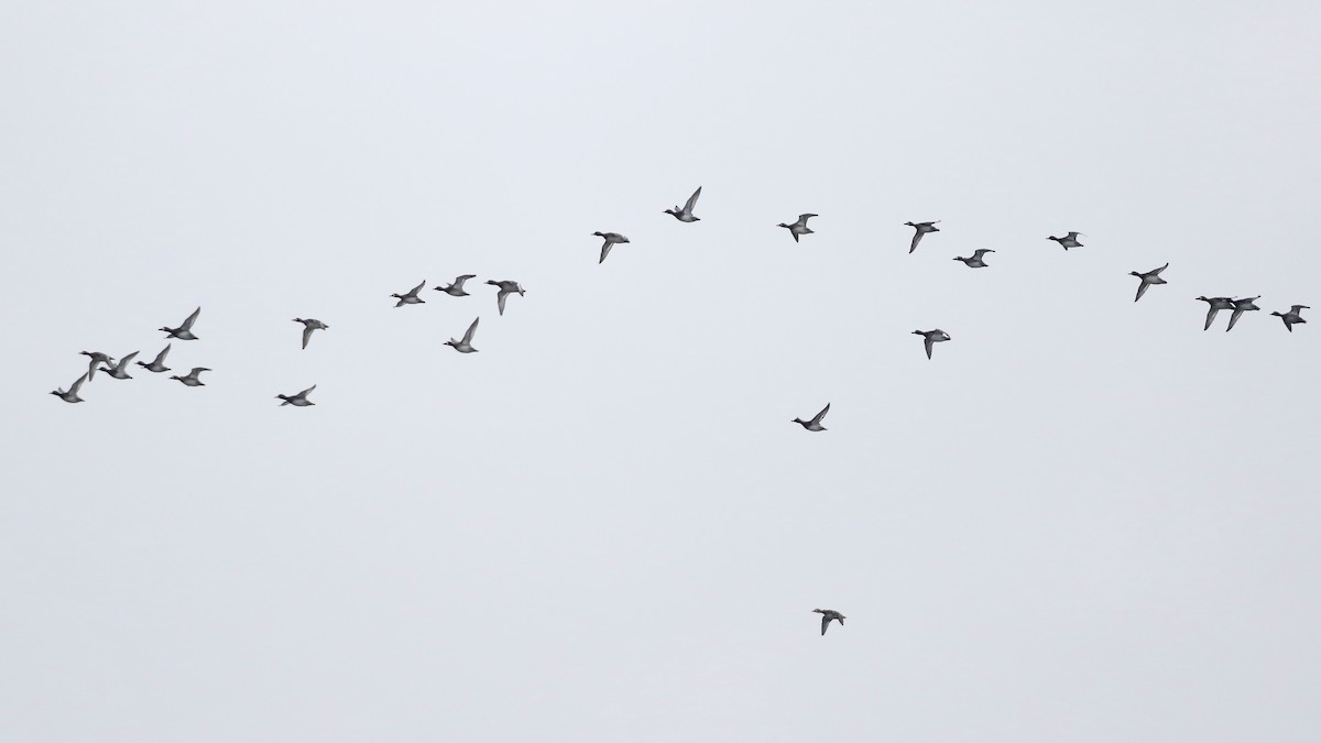 Greater Scaup - John Garrett