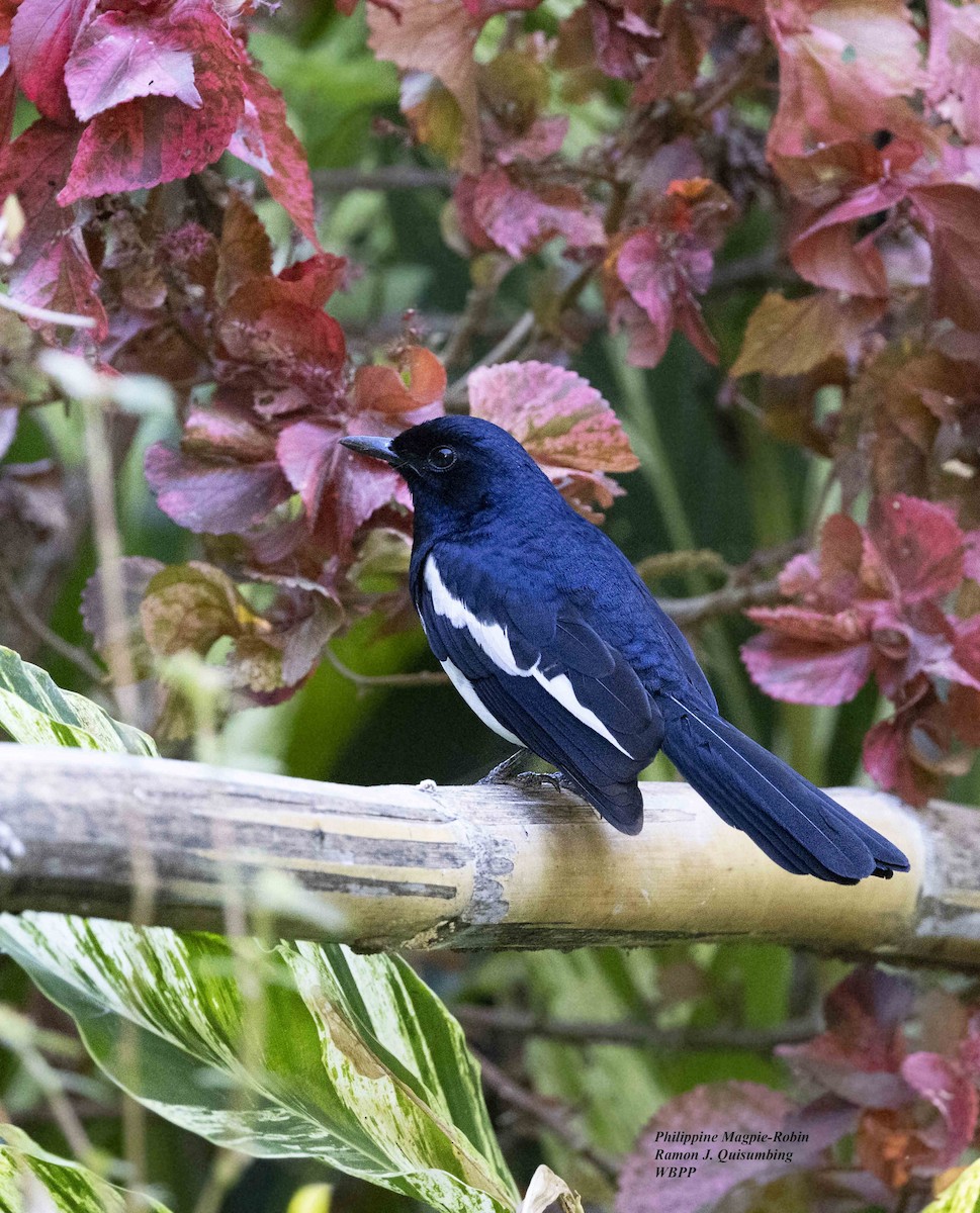 Philippine Magpie-Robin - ML611752514