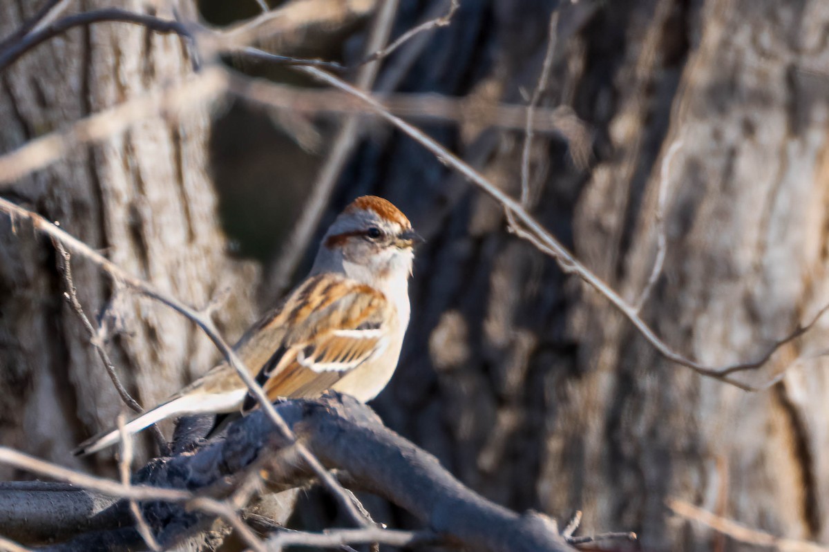 American Tree Sparrow - ML611752520