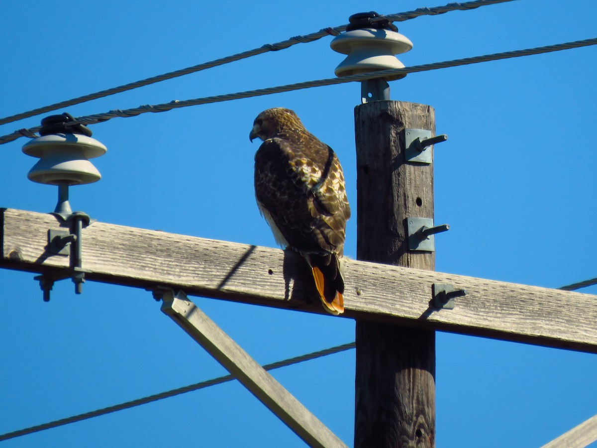 Red-tailed Hawk - ML611752570