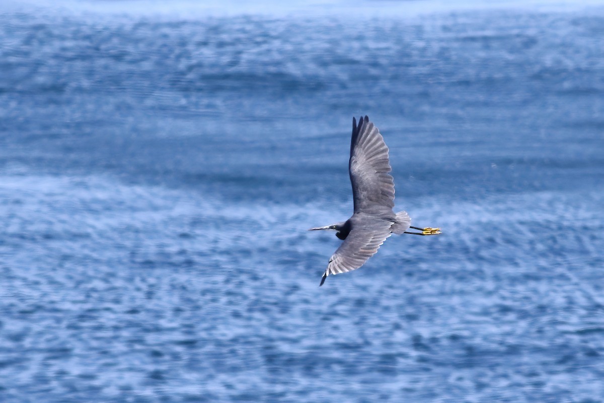 Western Reef-Heron - Radoslaw Gwozdz