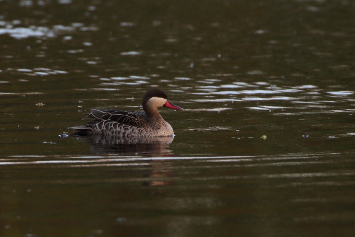 Red-billed Duck - ML611752601