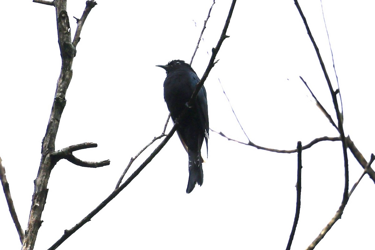 Square-tailed Drongo-Cuckoo - ML611752610