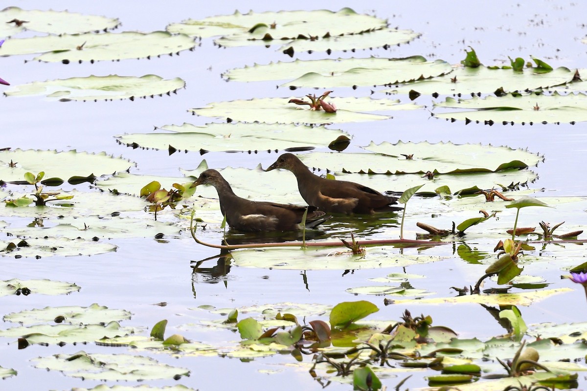 Eurasian Moorhen - ML611752615