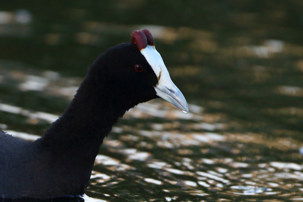 Red-knobbed Coot - ML611752631