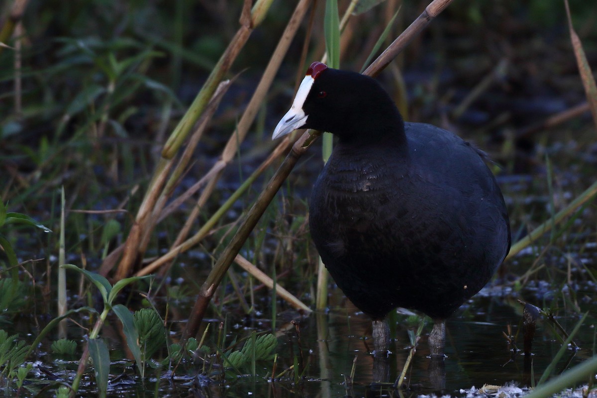Red-knobbed Coot - ML611752632