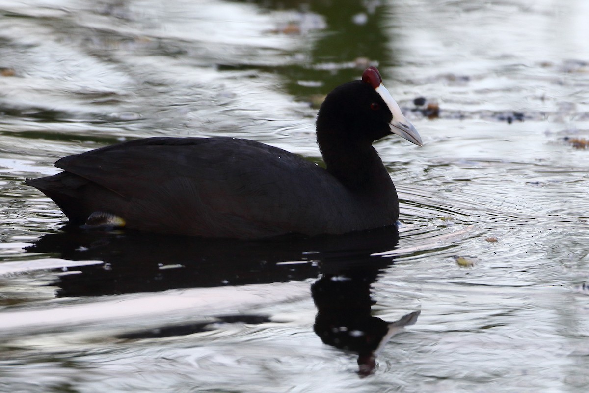 Red-knobbed Coot - ML611752633