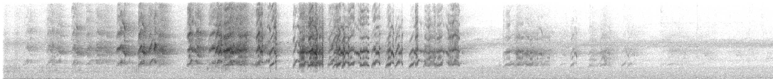 Braunschwanzsittich (pacifica) - ML611752640