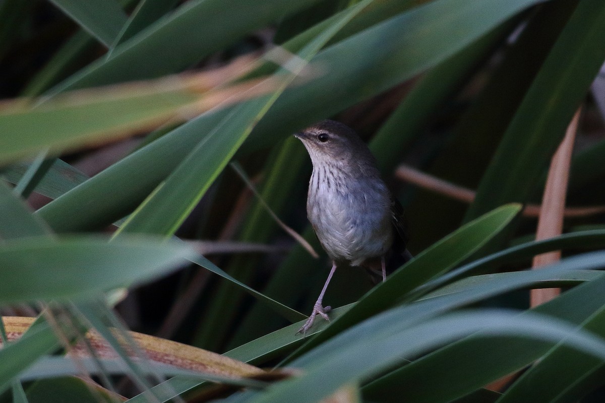 Little Rush Warbler - ML611752698