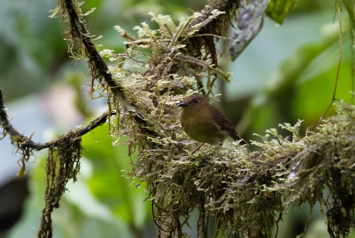 Bronze-olive Pygmy-Tyrant (annectens/berlepschi) - Jay McGowan