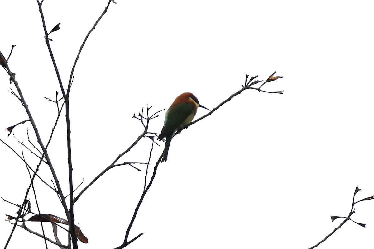 Chestnut-headed Bee-eater - ML611752912