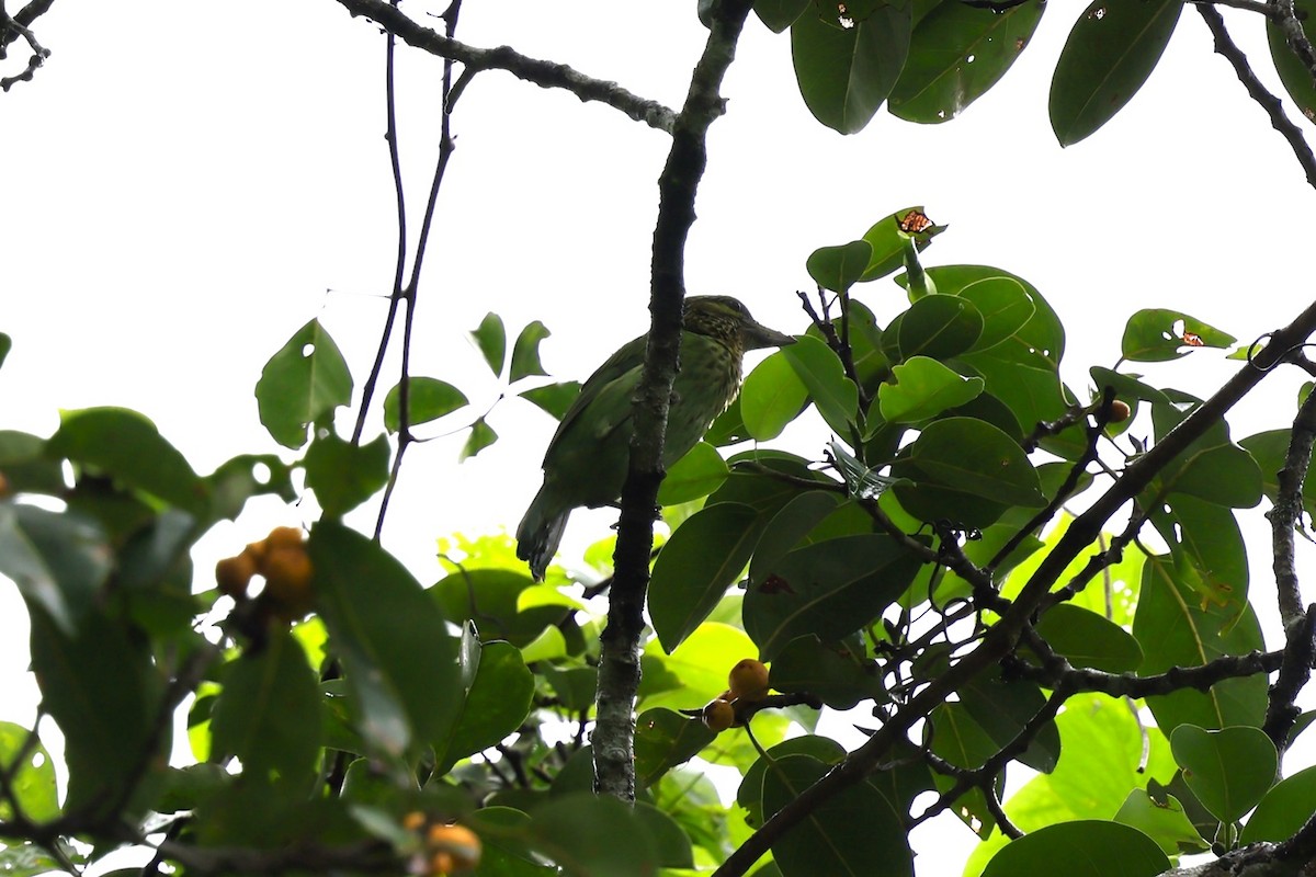 Green-eared Barbet - ML611752924