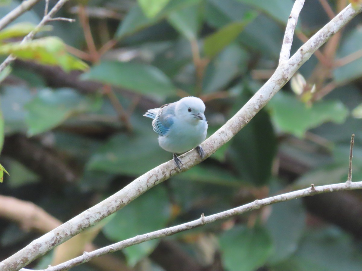 Blue-gray Tanager - ML611752950