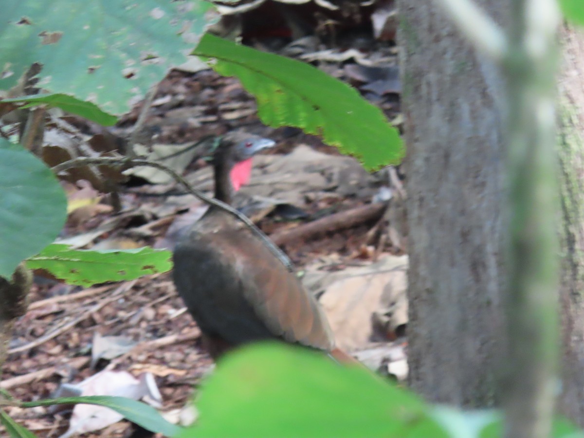 Crested Guan - ML611753012
