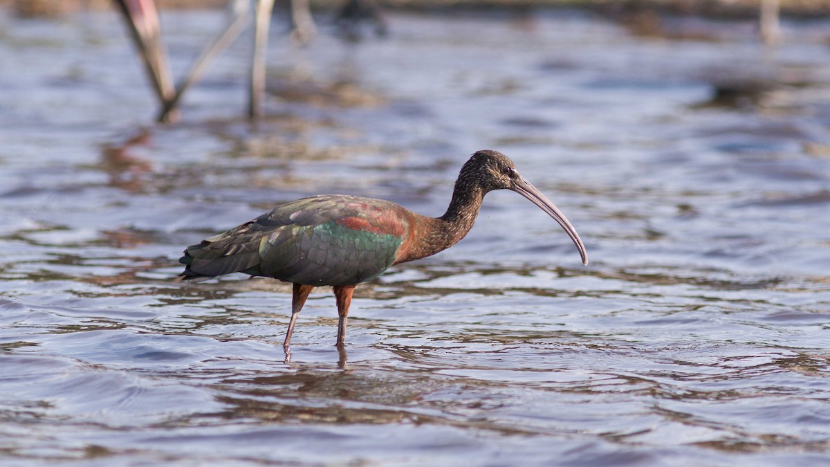 Glossy Ibis - ML611753060