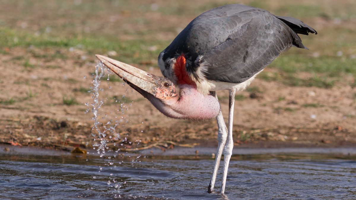 Marabou Stork - ML611753071