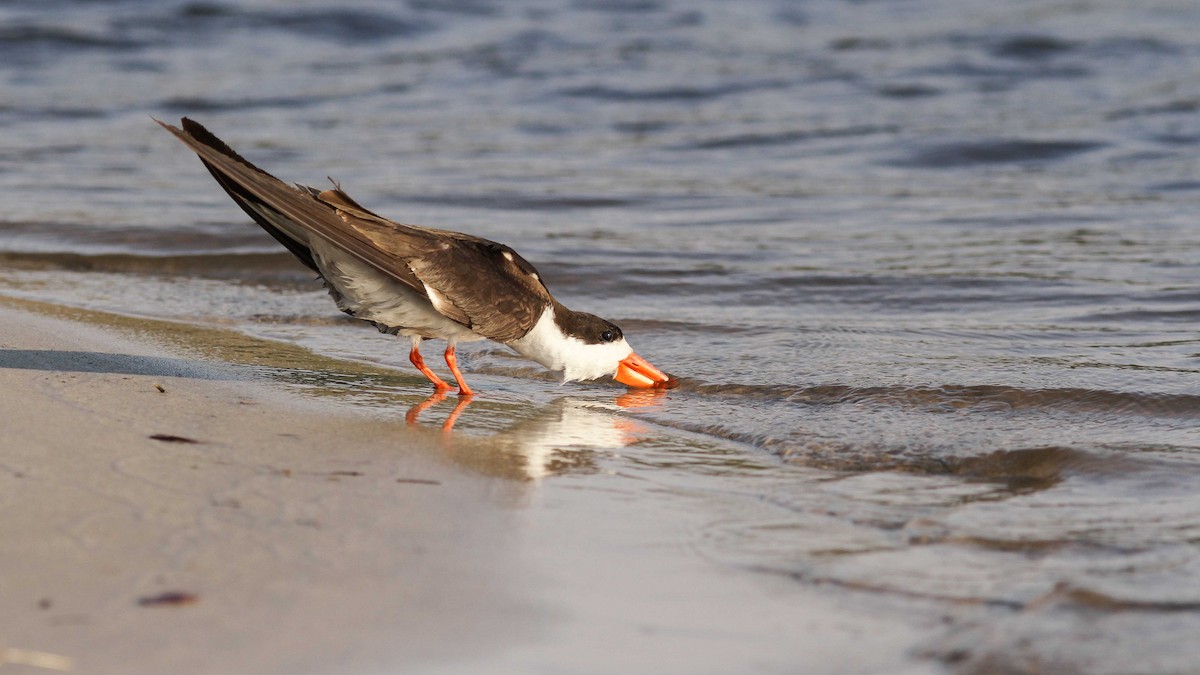 African Skimmer - ML611753095