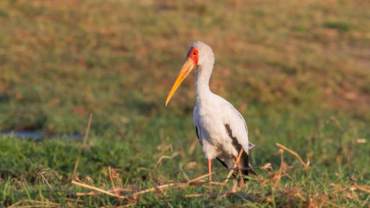 Yellow-billed Stork - ML611753109