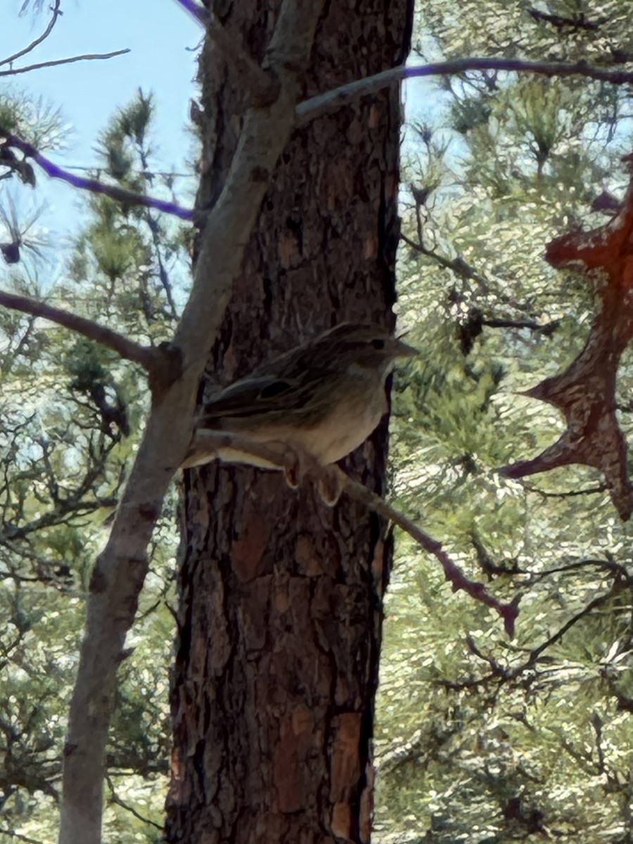 Bachman's Sparrow - ML611753161