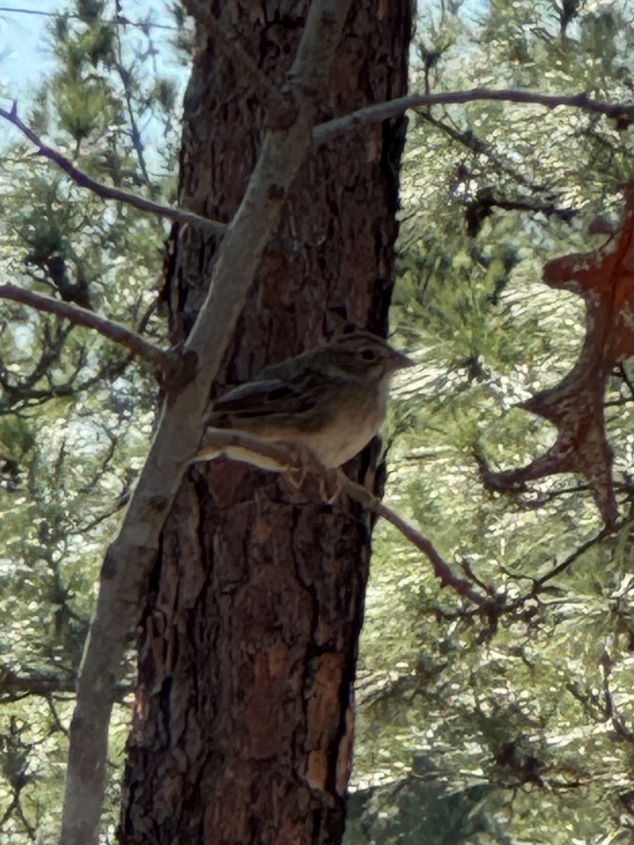 Bachman's Sparrow - ML611753162