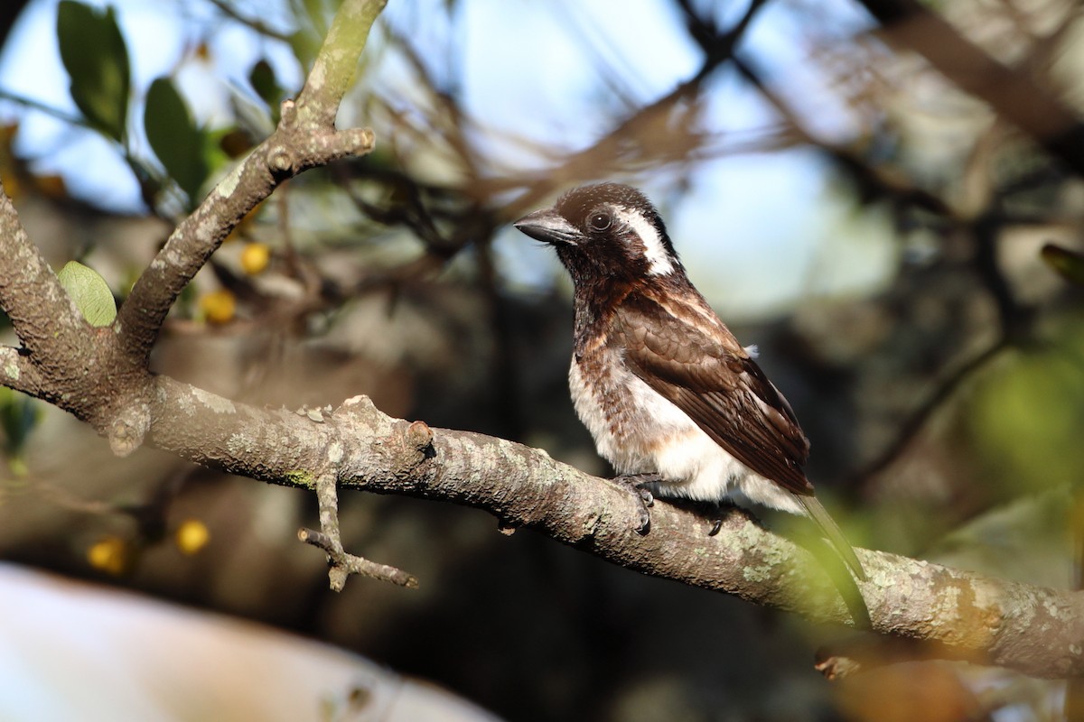 White-eared Barbet (White-eared) - Ohad Sherer