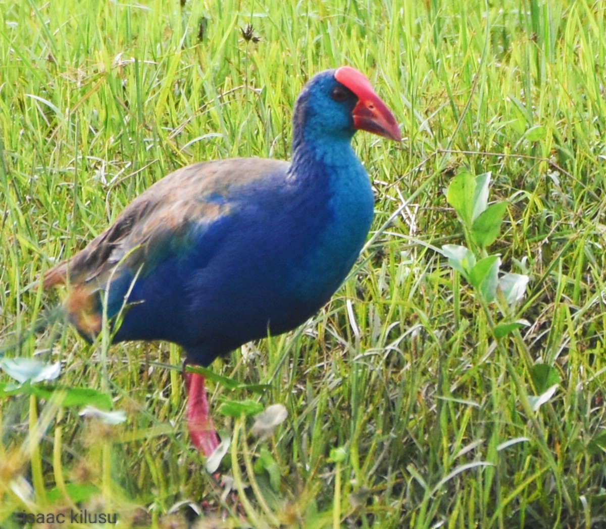 African Swamphen - ML611753195