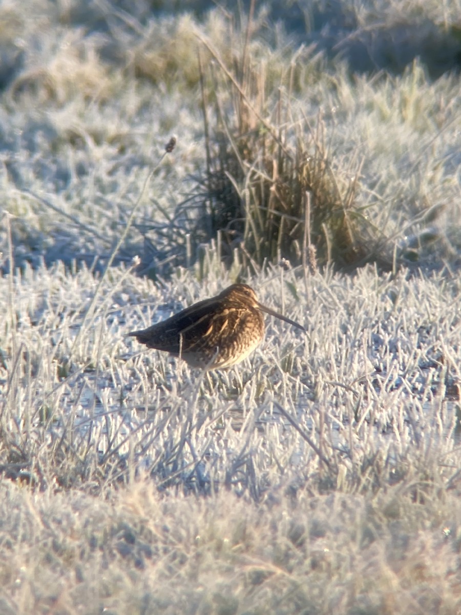 bekasina otavní - ML611753284