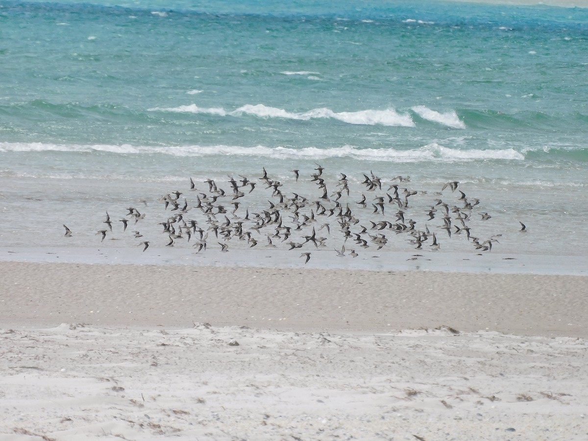 Rotkehl-Strandläufer - ML611753299