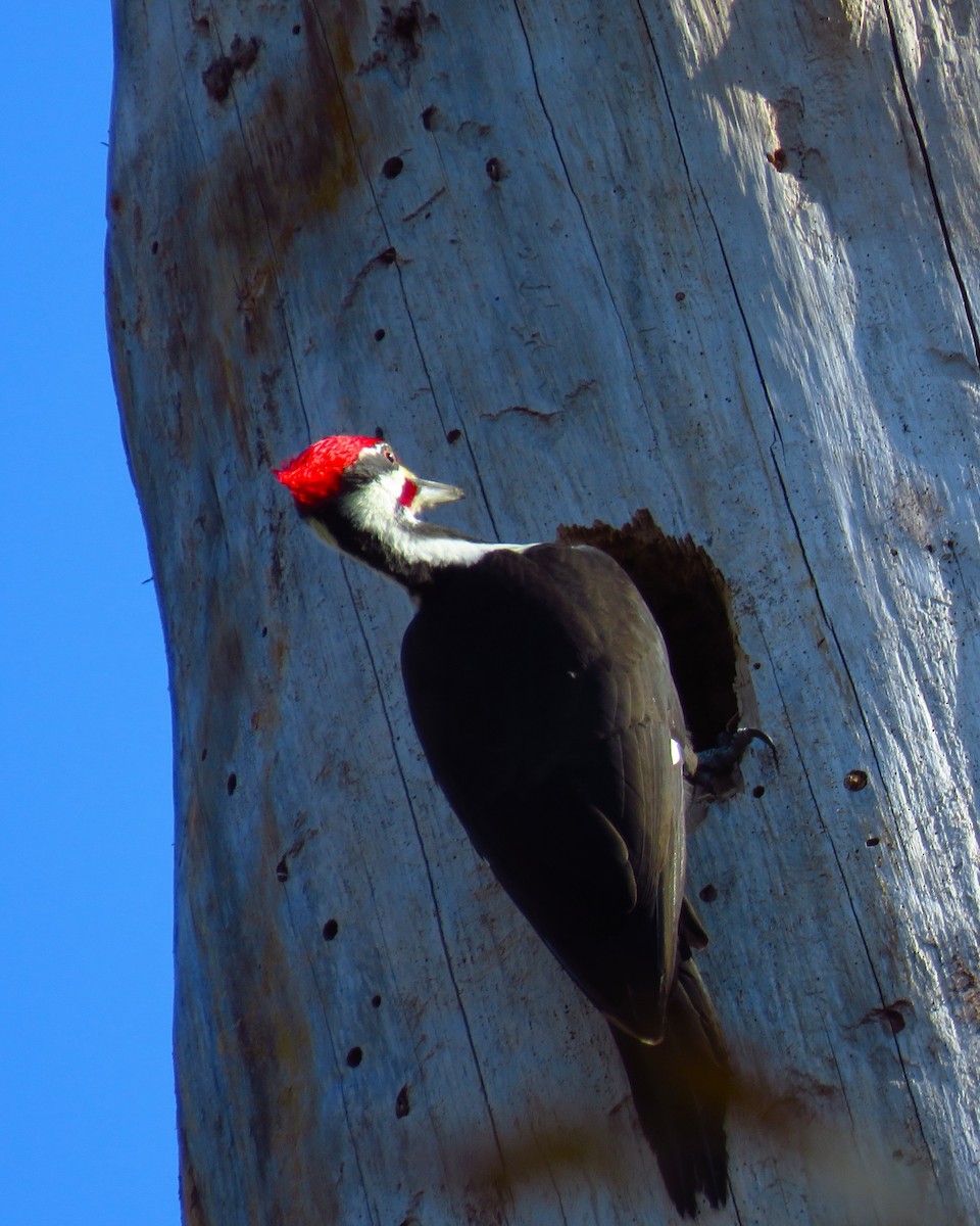 Pileated Woodpecker - ML611753306
