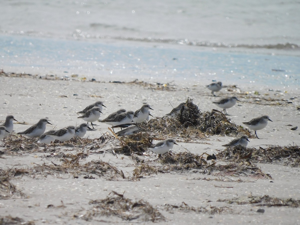 Rotkehl-Strandläufer - ML611753307