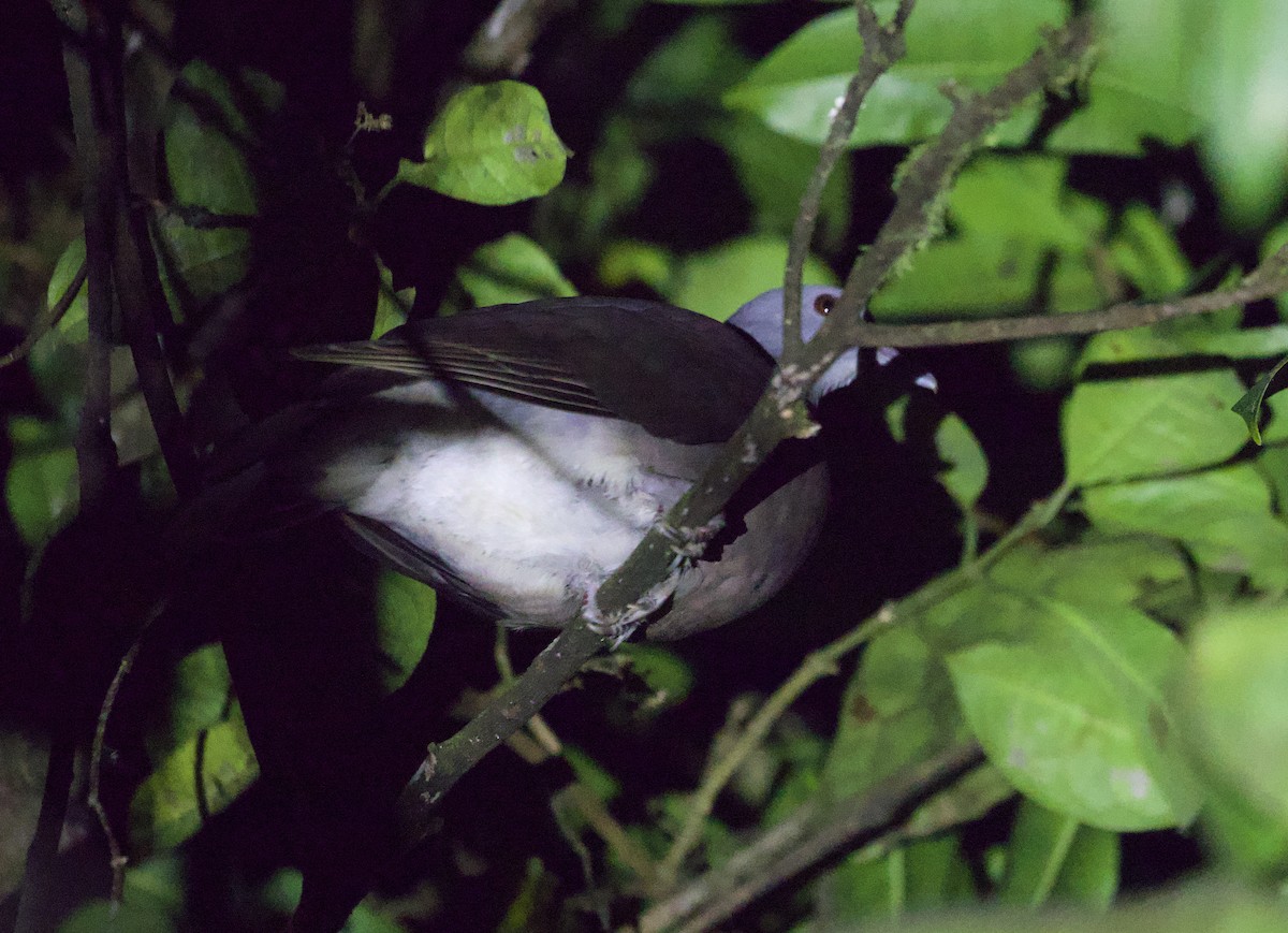 Malagasy Turtle-Dove - ML611753321