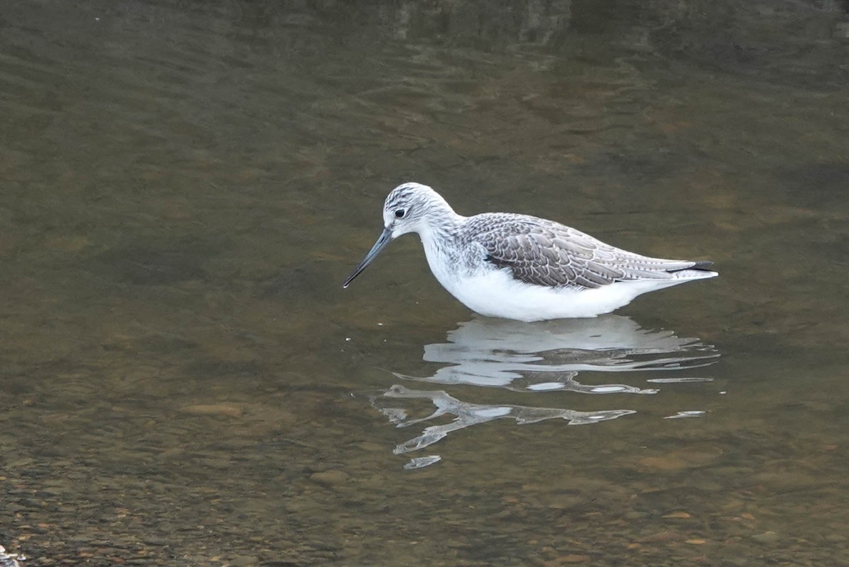 Common Greenshank - Robert Wright