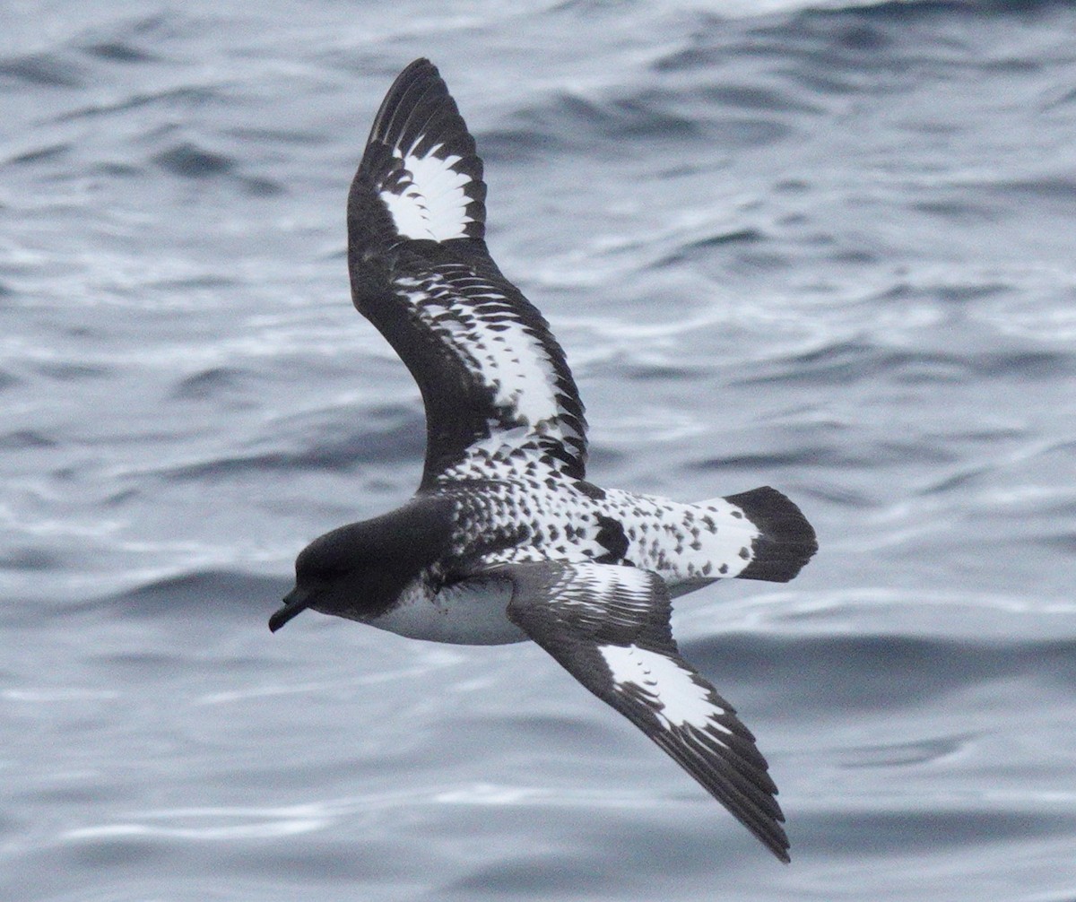 Cape Petrel - ML611753362