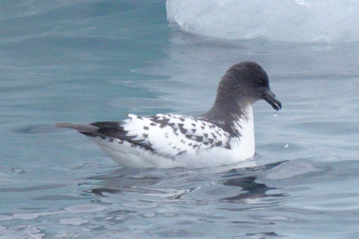 Cape Petrel - ML611753363