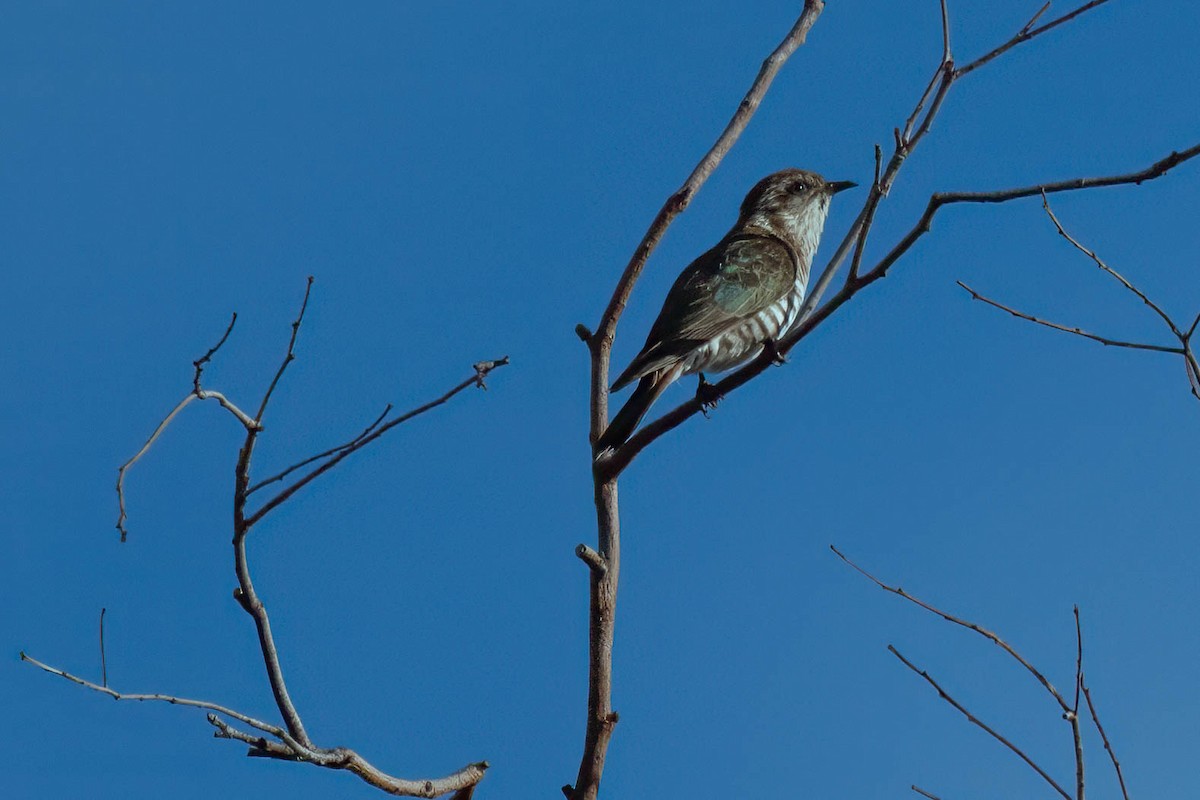 Horsfield's Bronze-Cuckoo - ML611753449