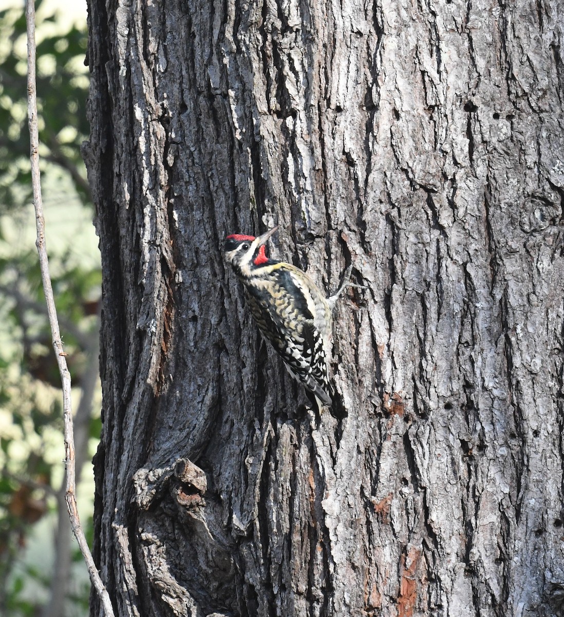 Yellow-bellied Sapsucker - ML611753471