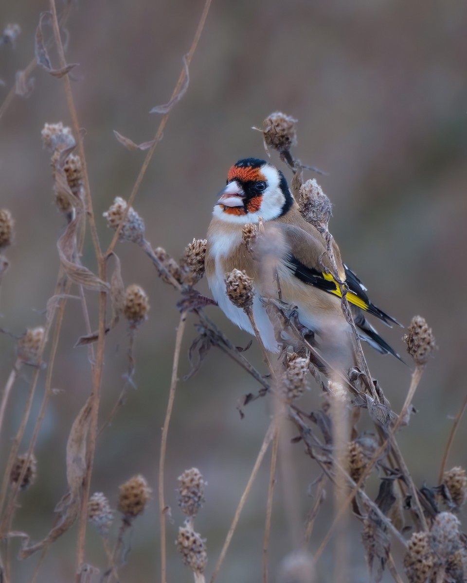 Бор бужирга - ML611753652