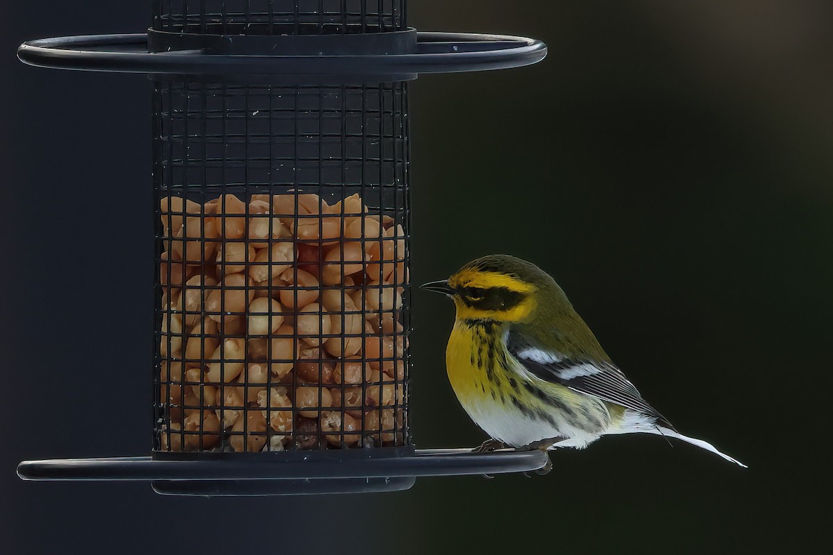 Townsend's Warbler - ML611753786