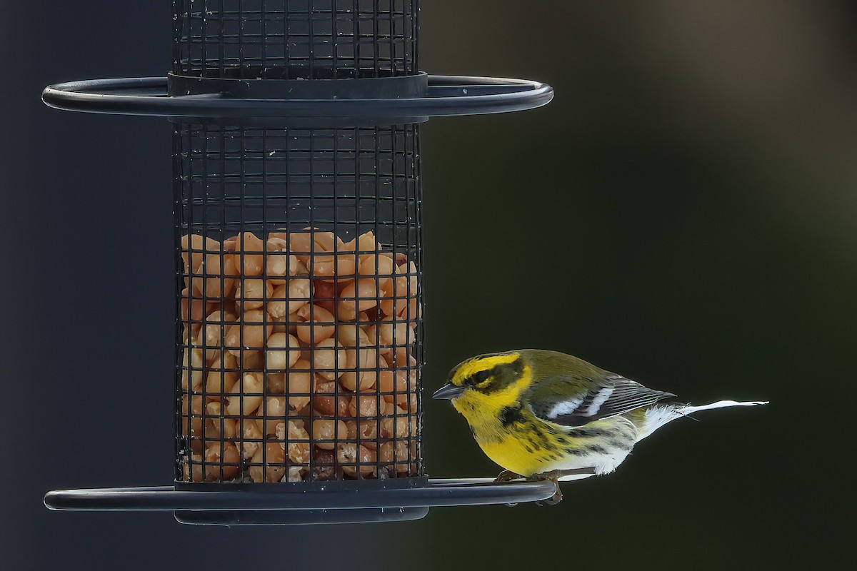 Townsend's Warbler - ML611753787