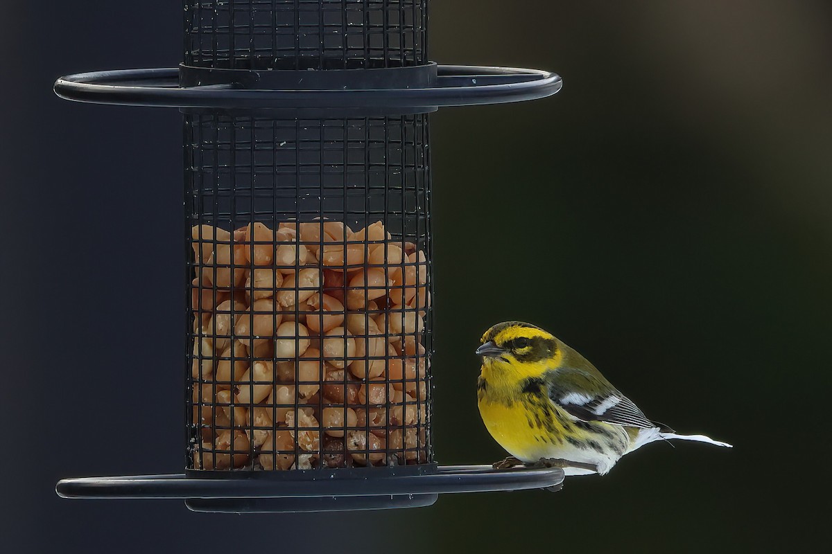 Townsend's Warbler - ML611753790