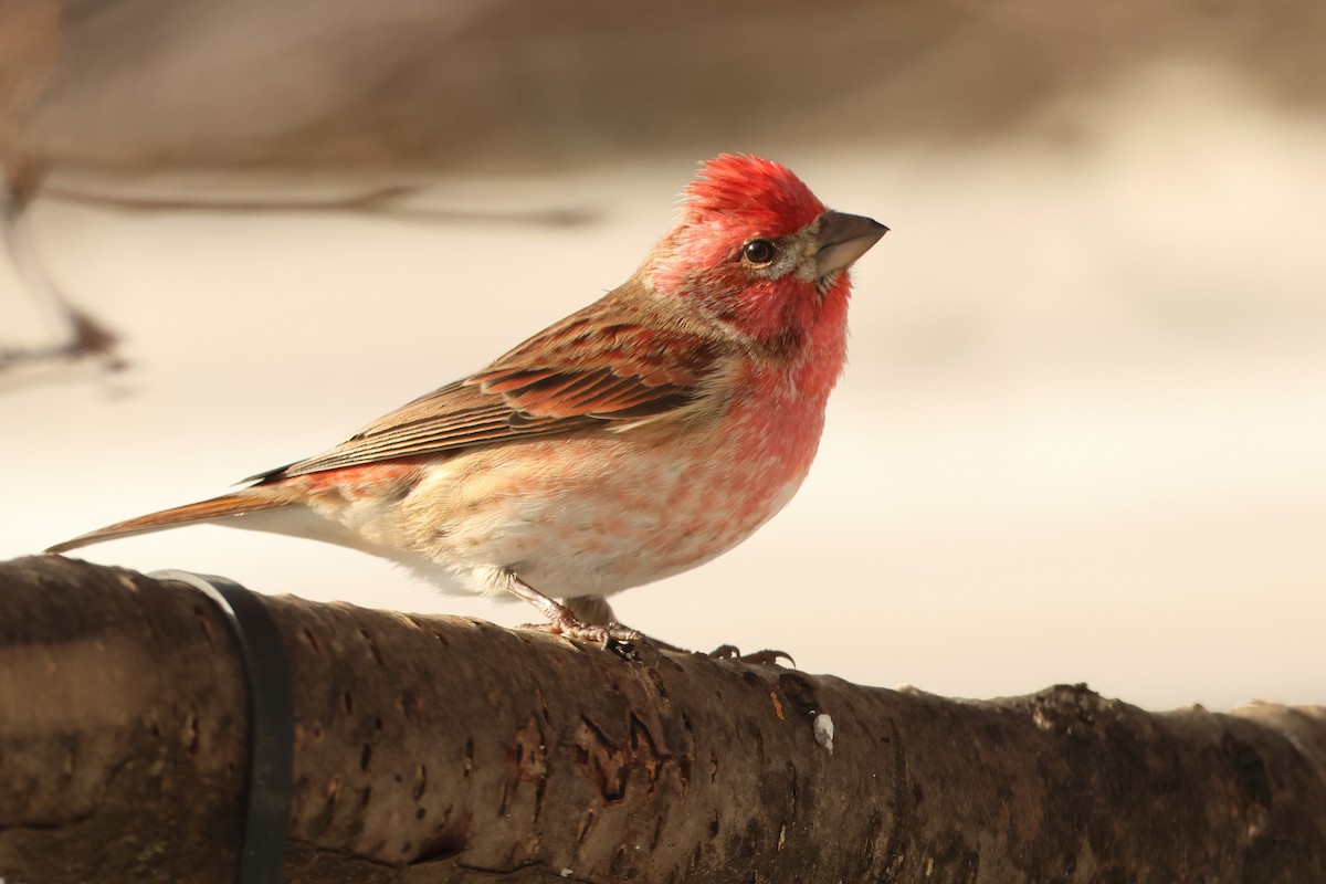 Purple Finch - ML611753803