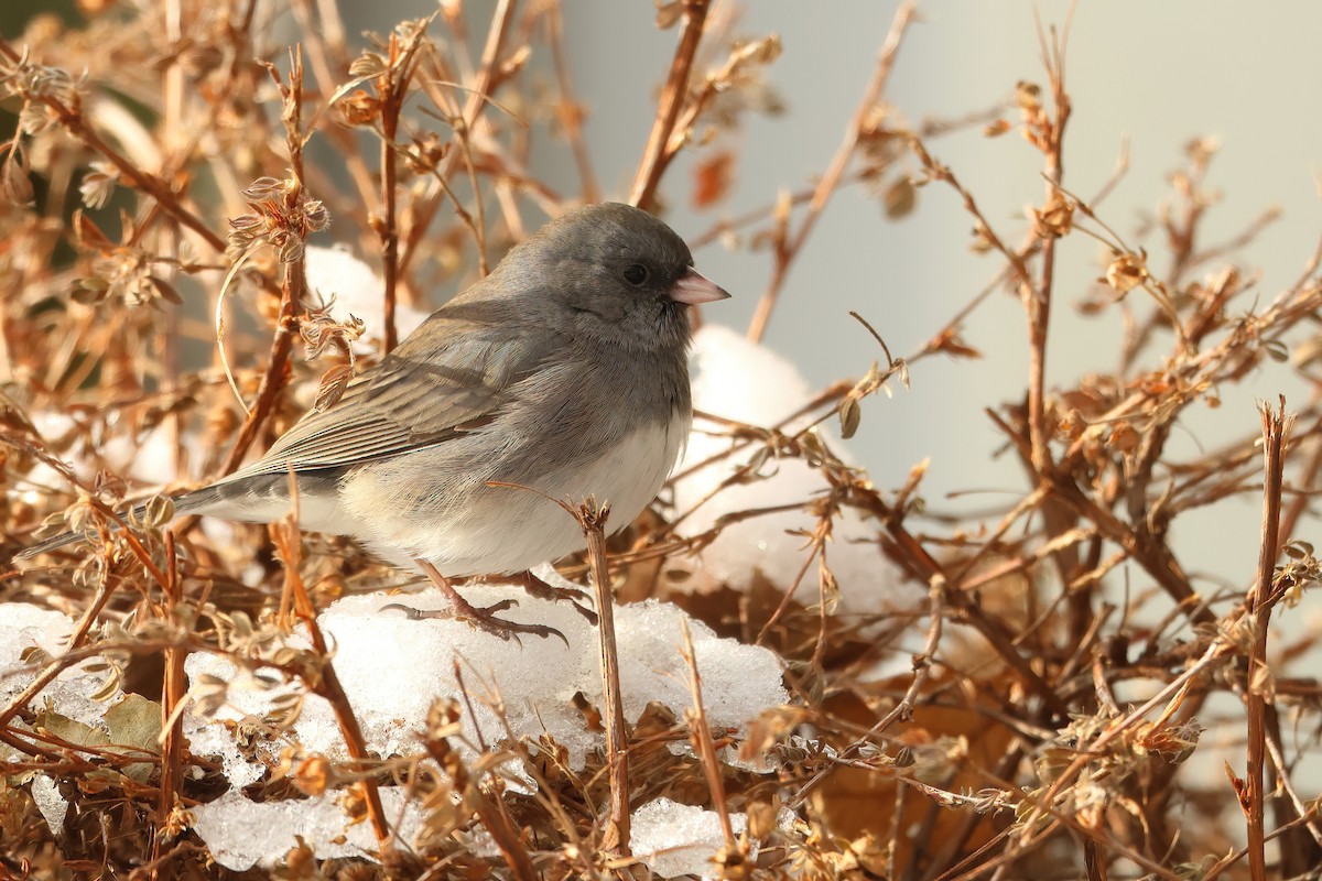 Dark-eyed Junco - ML611753812