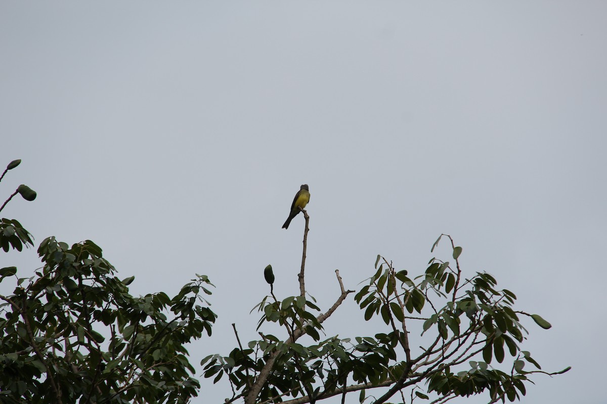 Tropical Kingbird - ML611753879