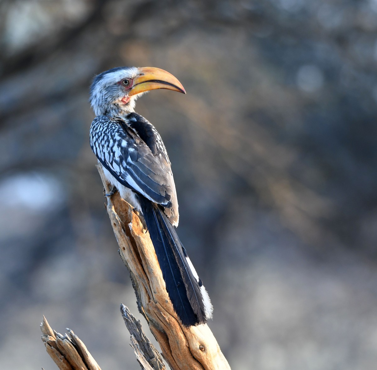 Southern Yellow-billed Hornbill - Jack  Bushong